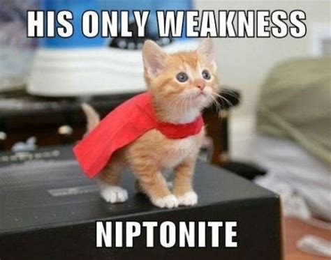 Super Kitty’s Only Weakness Cat Meme   Cat Planet | Cat Planet