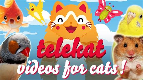 TELEKAT | Super cute animal videos for cats to watch ...