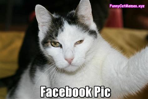 The Best Facebook Pic Ever!   Funny Cat Memes