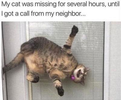 The Funniest Cat Memes You’ve Ever Seen   Upptrend : Upptrend