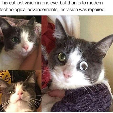 The future is now! science, miracle cure, cat, dank memes ...