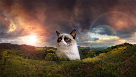 The rise and fall of Grumpy Cat and other Internet ...