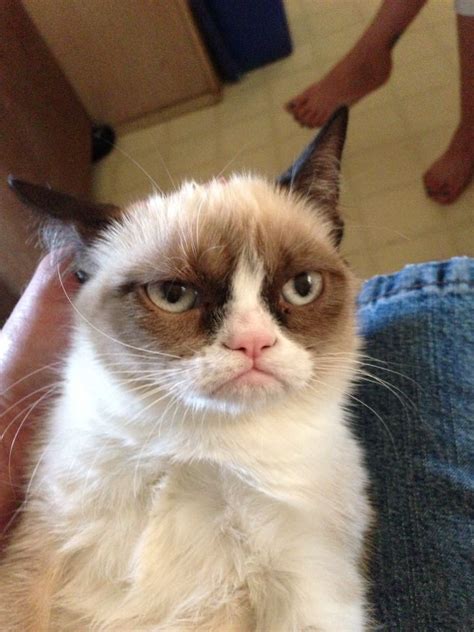 The world s grumpiest cat! 40+ Funniest Grumpy Cat Memes ...