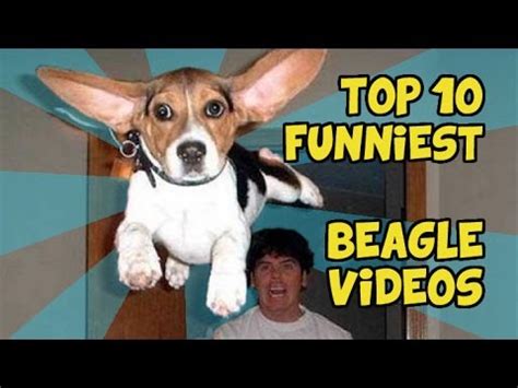 TOP 10 FUNNIEST BEAGLE VIDEOS YouTube