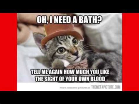 Top 10 funny cat memes!!!????