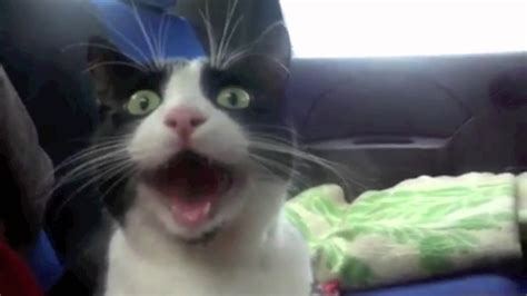 Top 25 Funniest Cat Videos!!! :D | Doovi