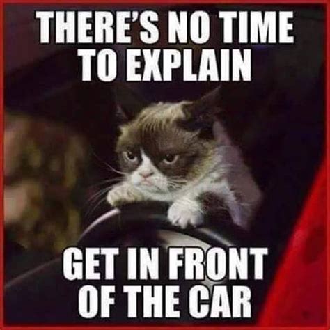 Top 30 Funny Cat Memes – Quotes Reviews