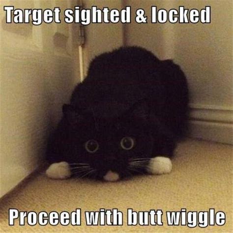 Top 30 Funny Cat Memes – Quotes Reviews