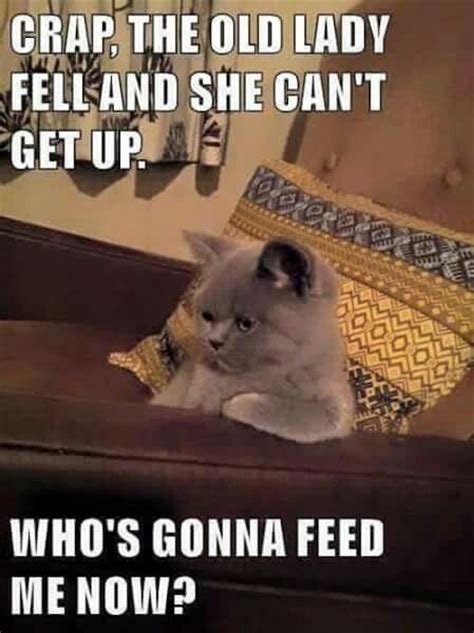 Top 30 Funny Cat Memes – Quotes Words Sayings