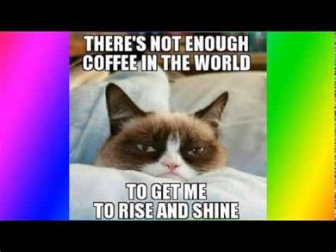 Top 50 funniest and best grumpy cat memes   YouTube
