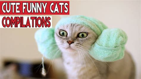 Top Cute Animal video for kids   A Funny Cat Videos ...