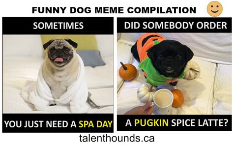 Try Not to Laugh at this Funny Dog Meme Compilation Video ...