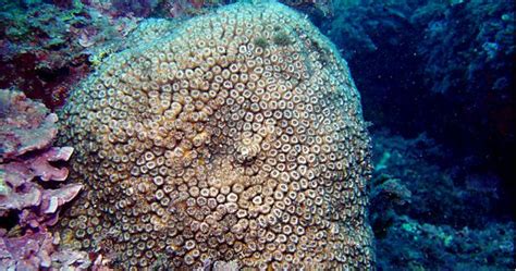 Un grupo de biólogos halla dos especies de coral ...