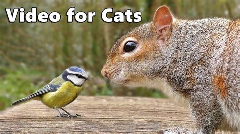 Videos for Cats to Watch : Birds Chirping and Squirrels ...