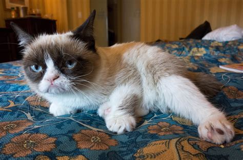 Viral internet star Grumpy Cat comes to Berkeley ...