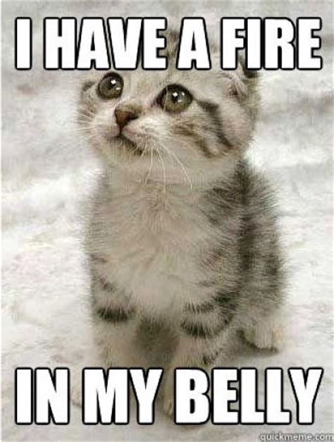 We re sorry, Sarah Palin: Adorable kitten memes for angry ...