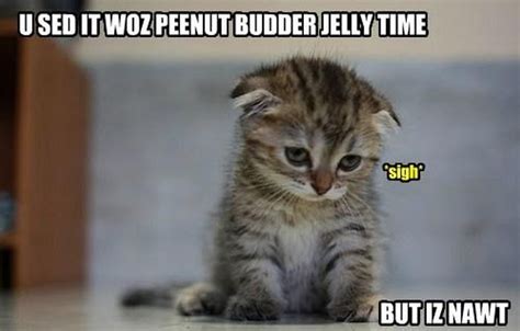 Why don’t cats in memes know grammar? Okay, | popculturemom