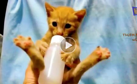 youtube funny cat videos